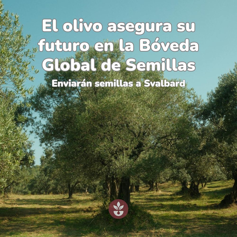 semillas de olivo en banco de semillas de Svalbard