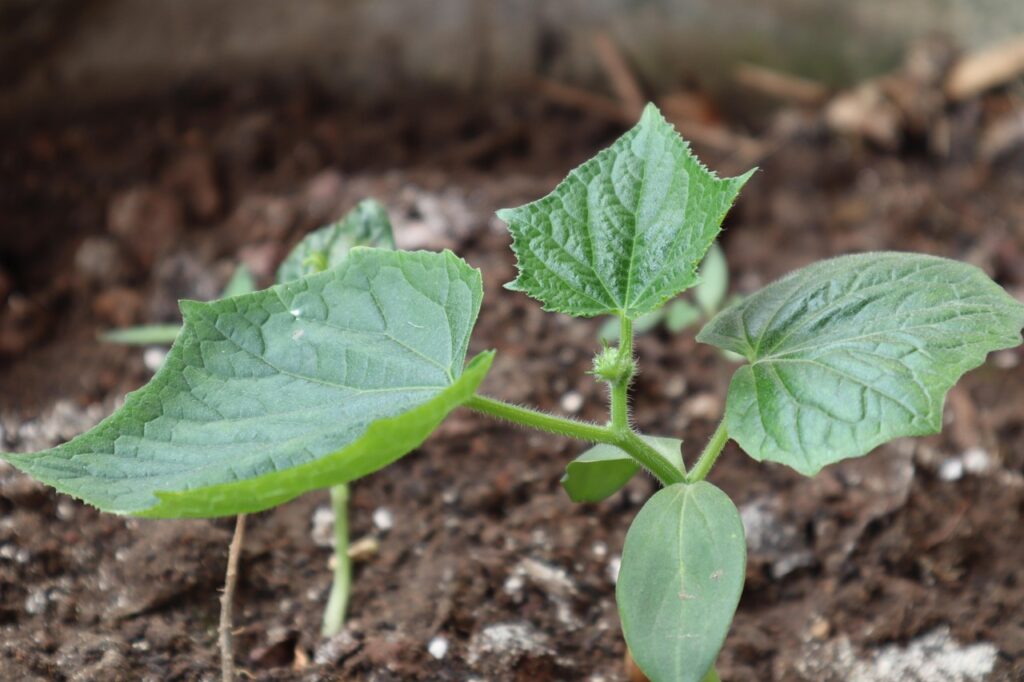brote de pepino
