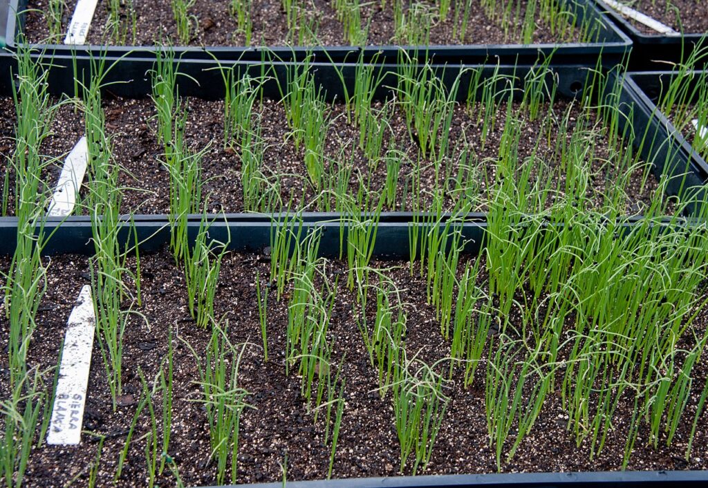 bandeja de semillero de cebollas