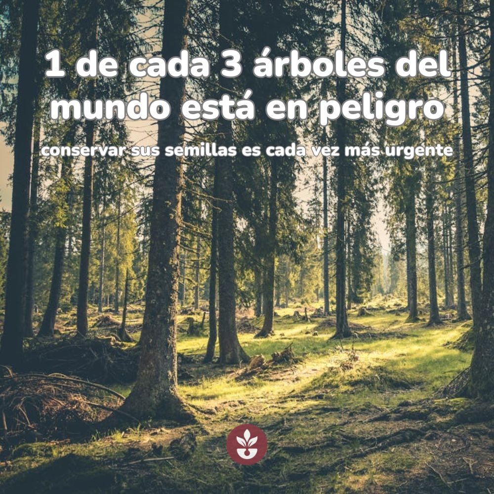 arboles del mundo en peligro de extincion