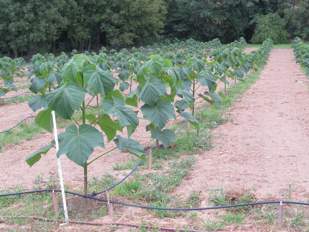 plantacion de paulownia tomentosa
