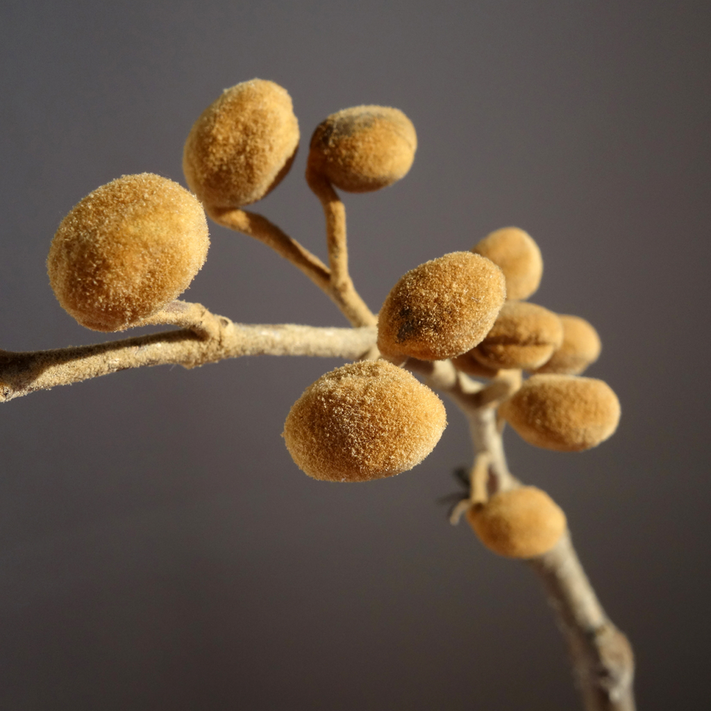 capsulas de semillas de pawlonia (fruto)