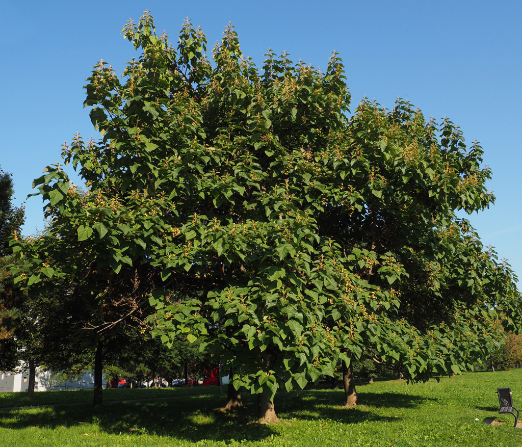 arbol adulto de paulownia
