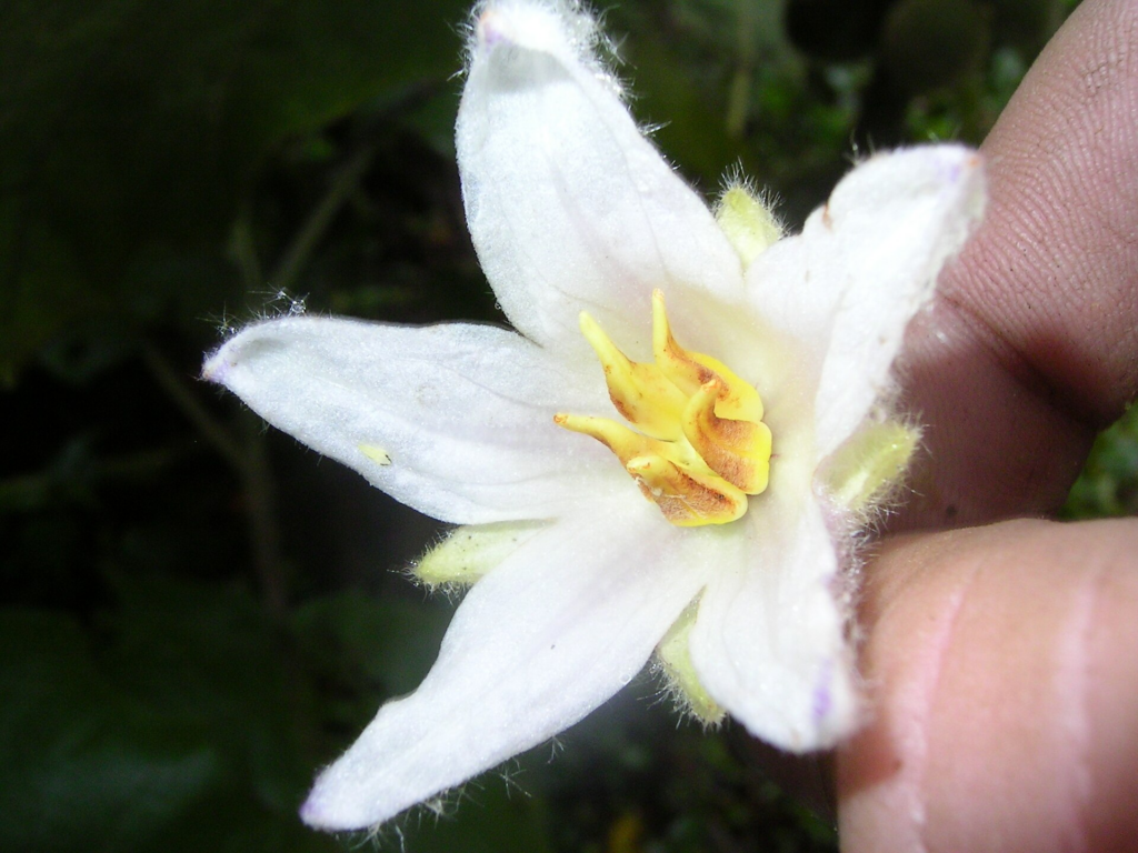 flor de lulo
