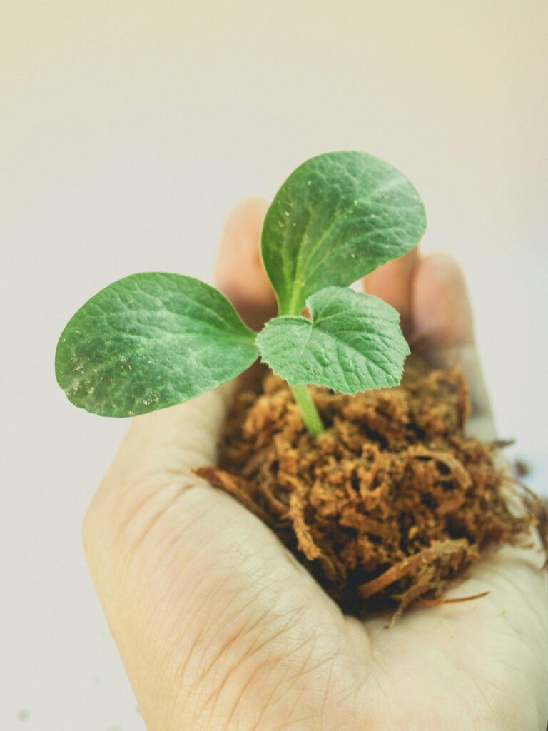 semilla germinada en la mano