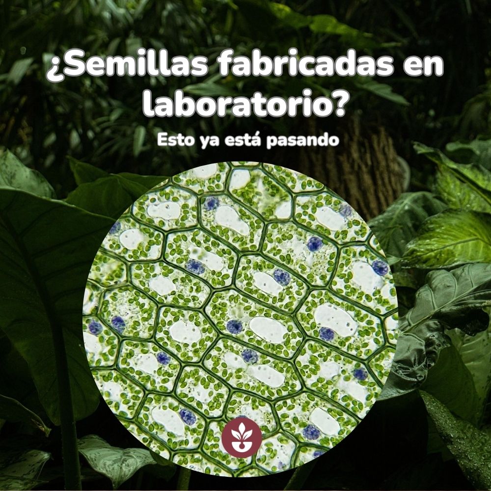 semillas fabricadas en laboratorio