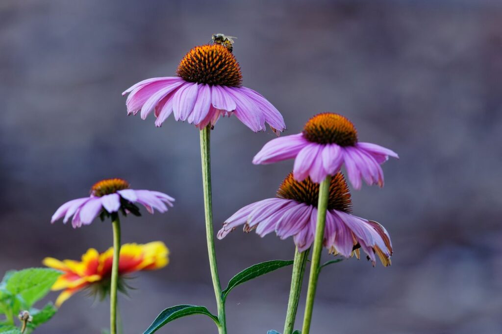 floracion de echinacea