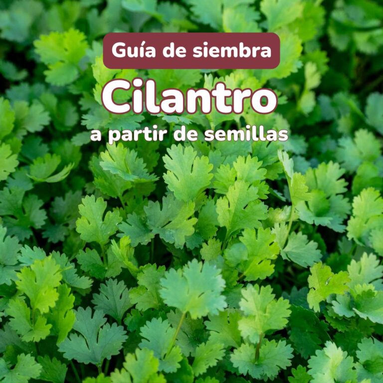 guia de siembra cilantro