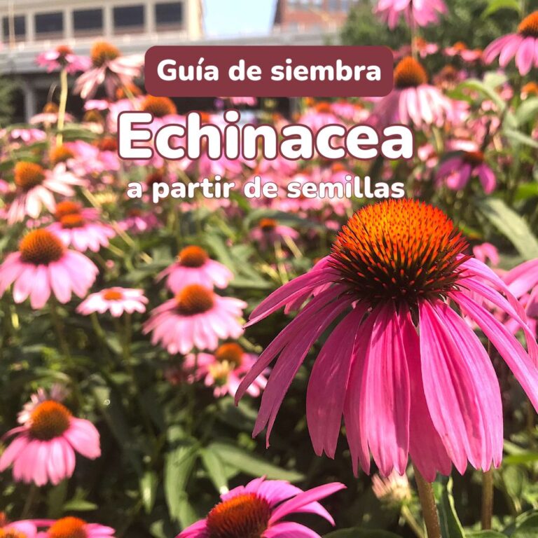 cómo sembrar semillas de echinacea