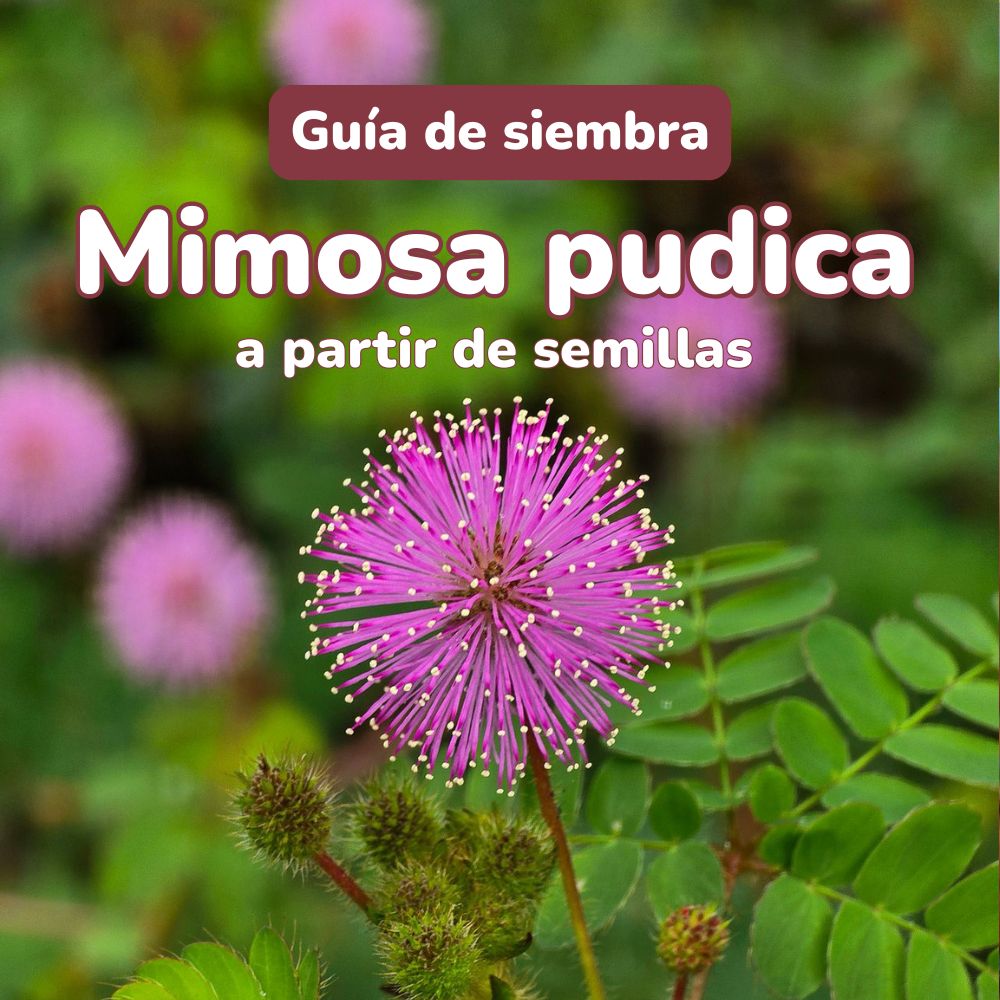 guia de siembra de semillas de mimosa pudica