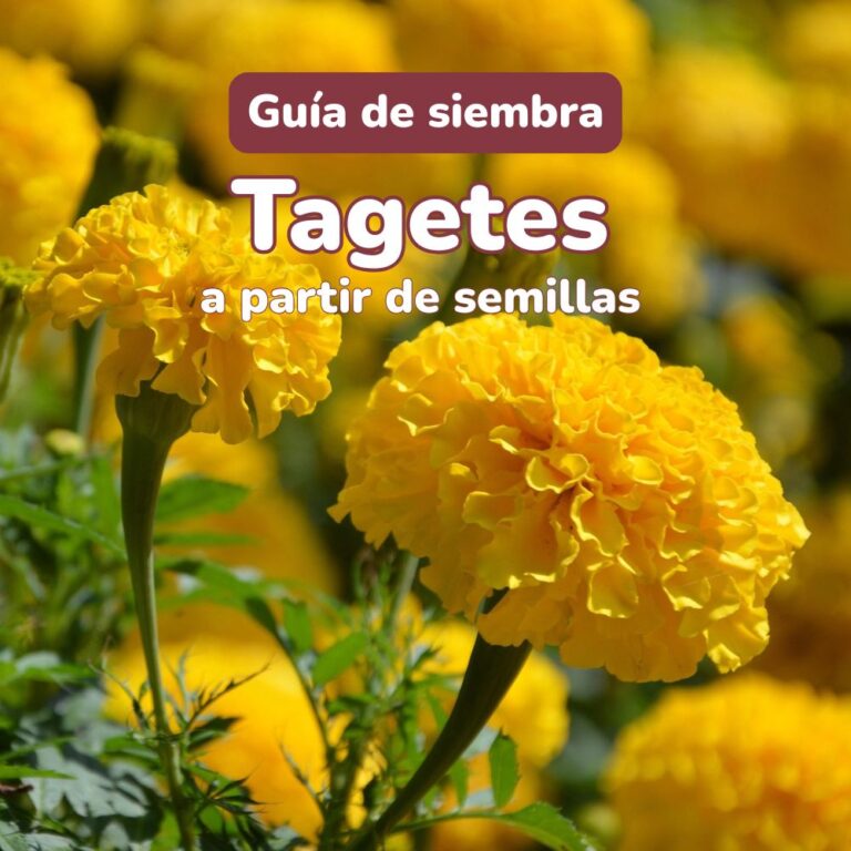 guia de siembra de tagetes