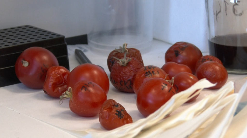seleccion de semillas de tomates