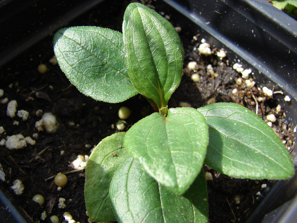 brote de semillas de echinacea