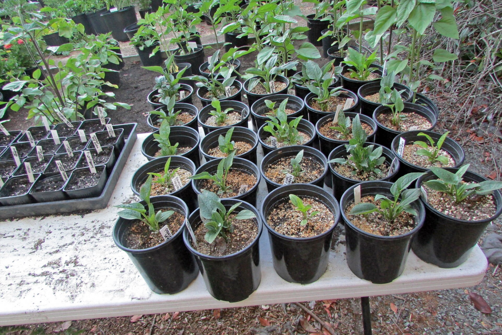 semilleros de echinacea