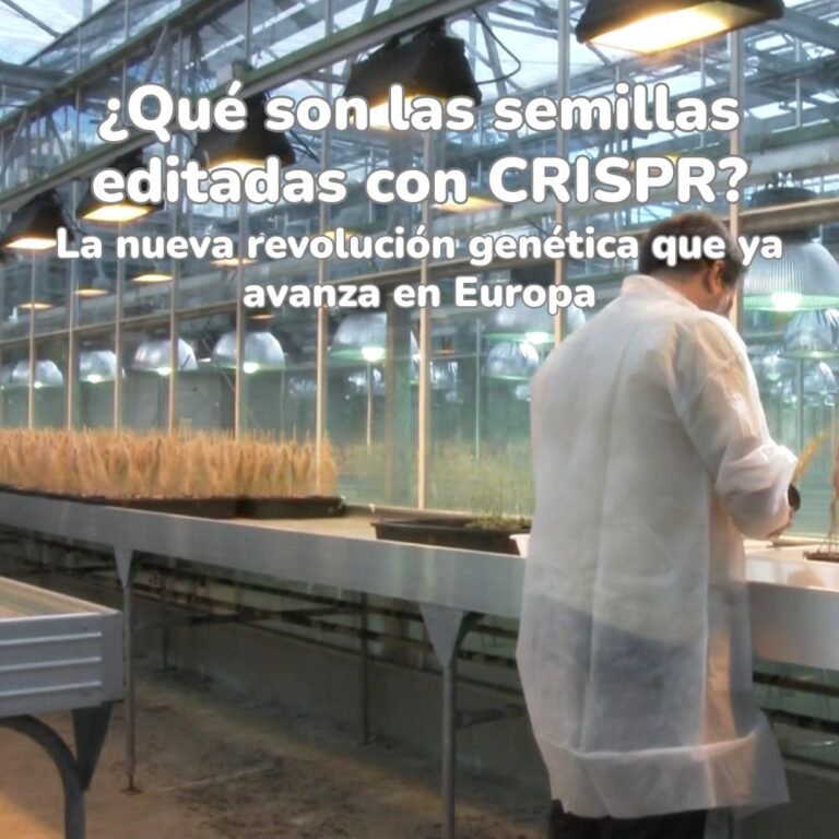 semillas editadas con CRISPR