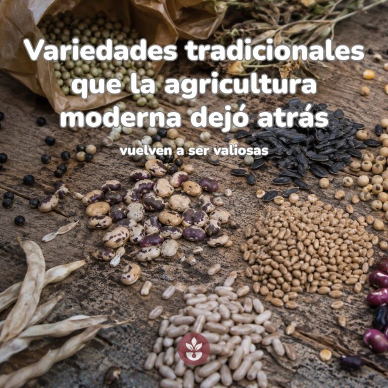 variedades de semillas tradicionales