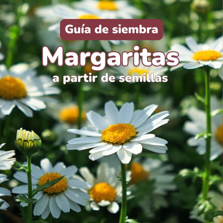 como sembrar semillas de margaritas