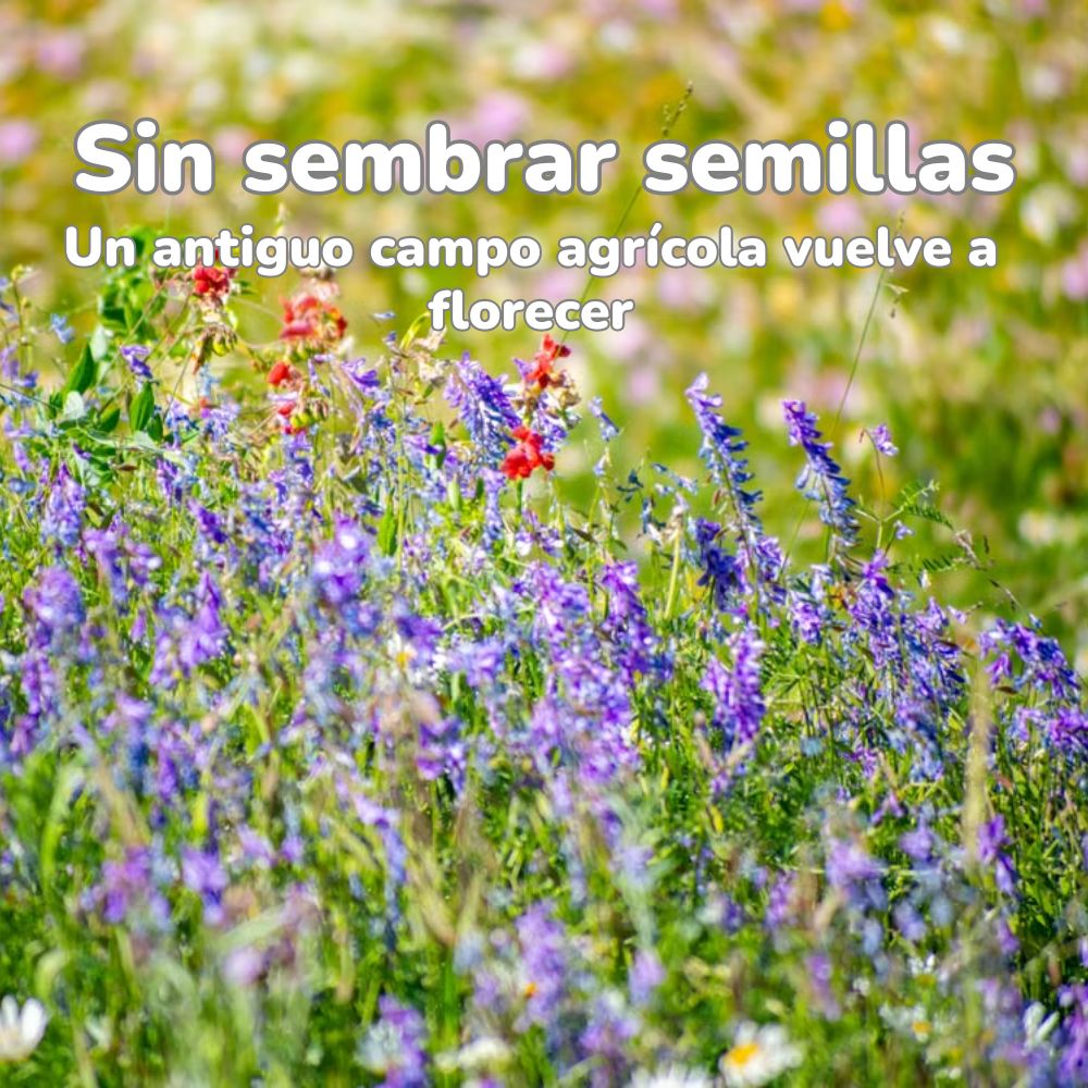 campo florece sin semillas