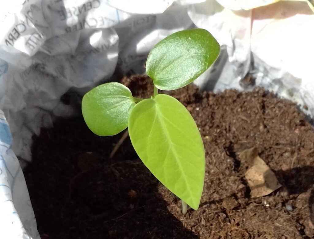 brote de passiflora ligularis