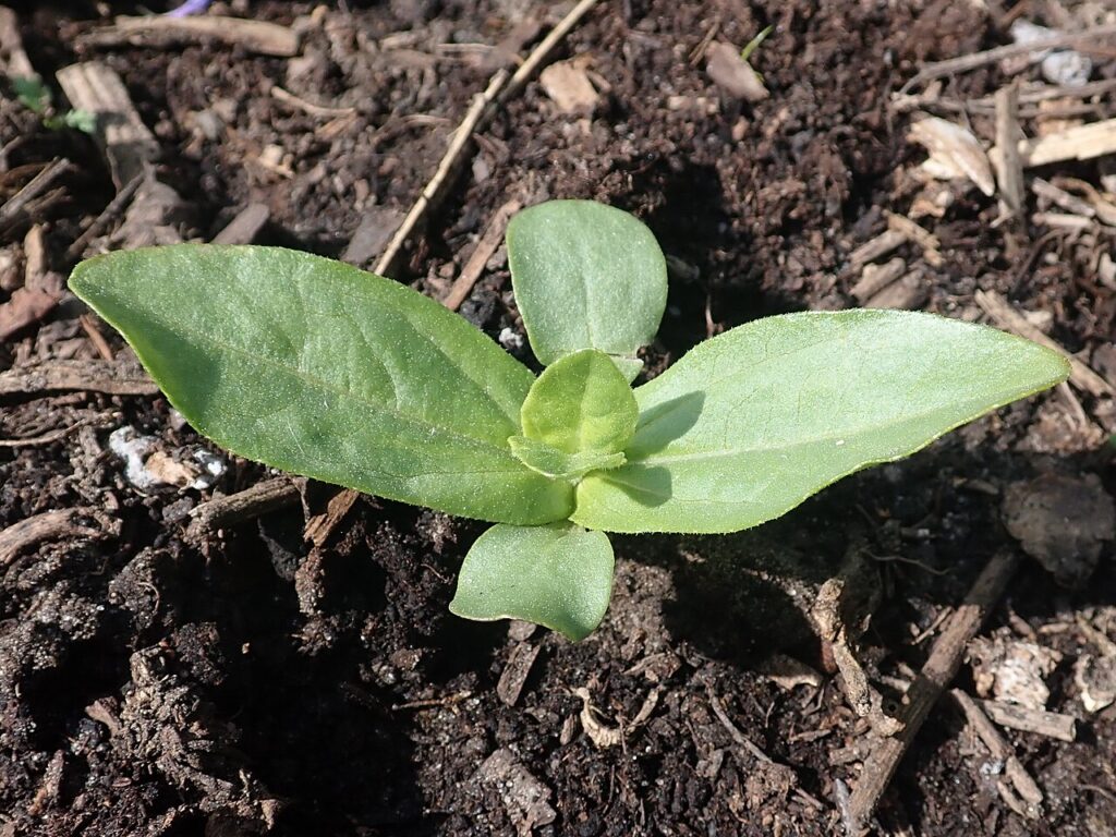 brote de semilla de zinnia