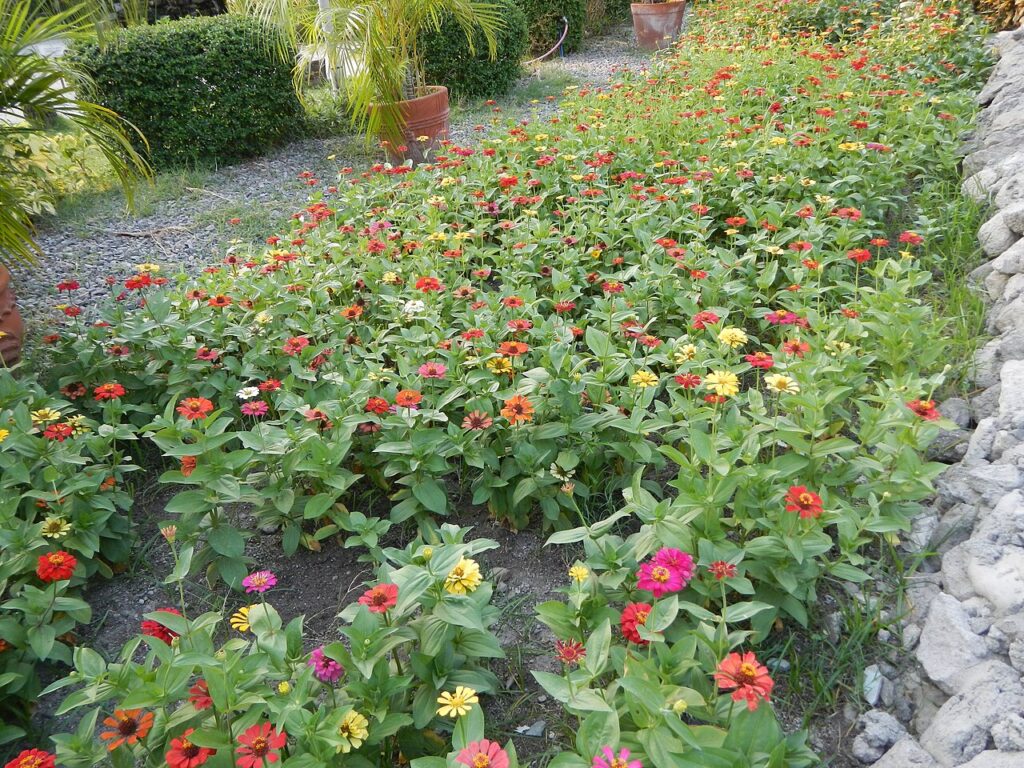 campo de plantas de zinnias