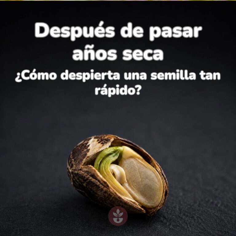 como se activa una semillas despues de años seca