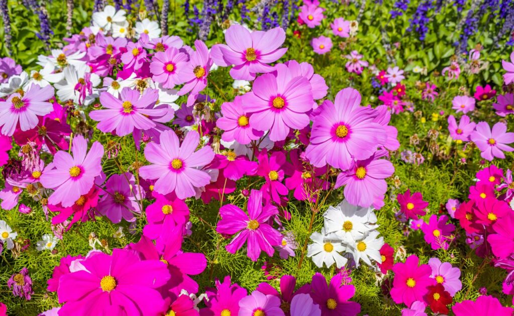 flores de cosmos de colores