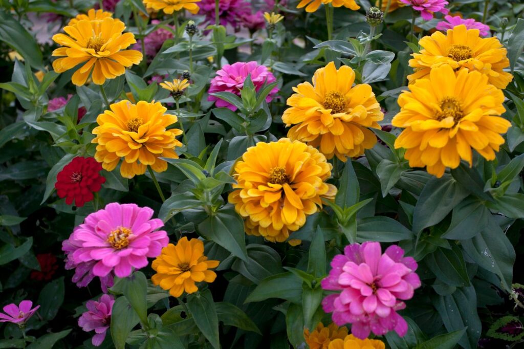 floracion de plantas de zinnia