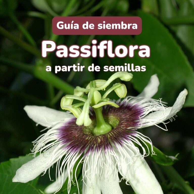 guia de siembra de semillas de passiflora