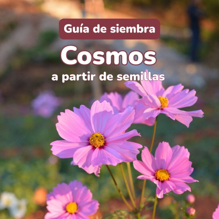 guia de siembra de semillas de cosmos