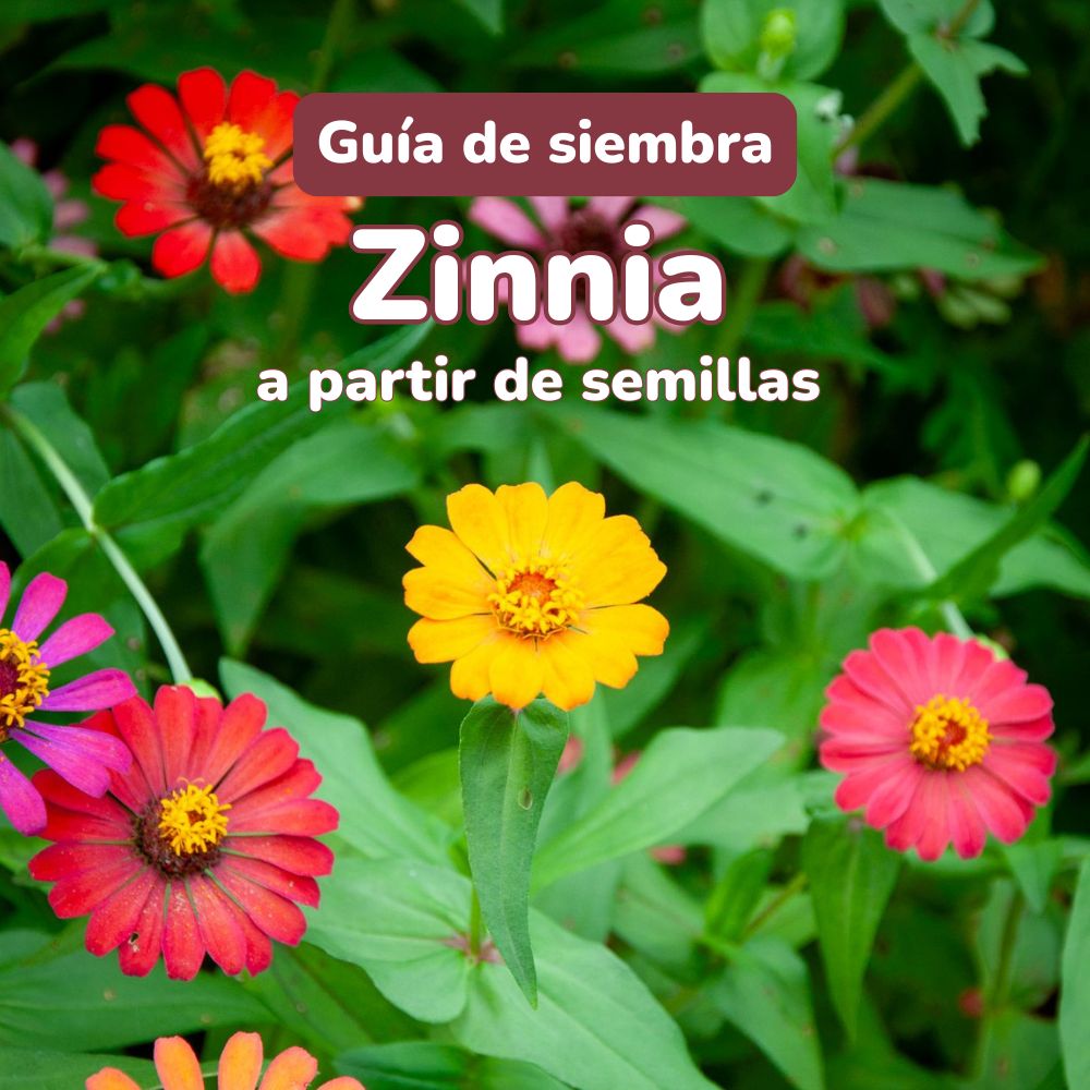guia de siembra de semillas de zinnia