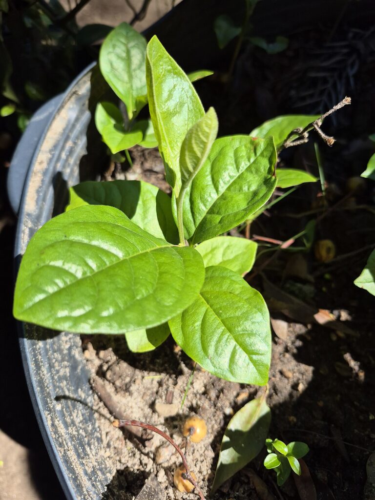 passiflora edulis brotando