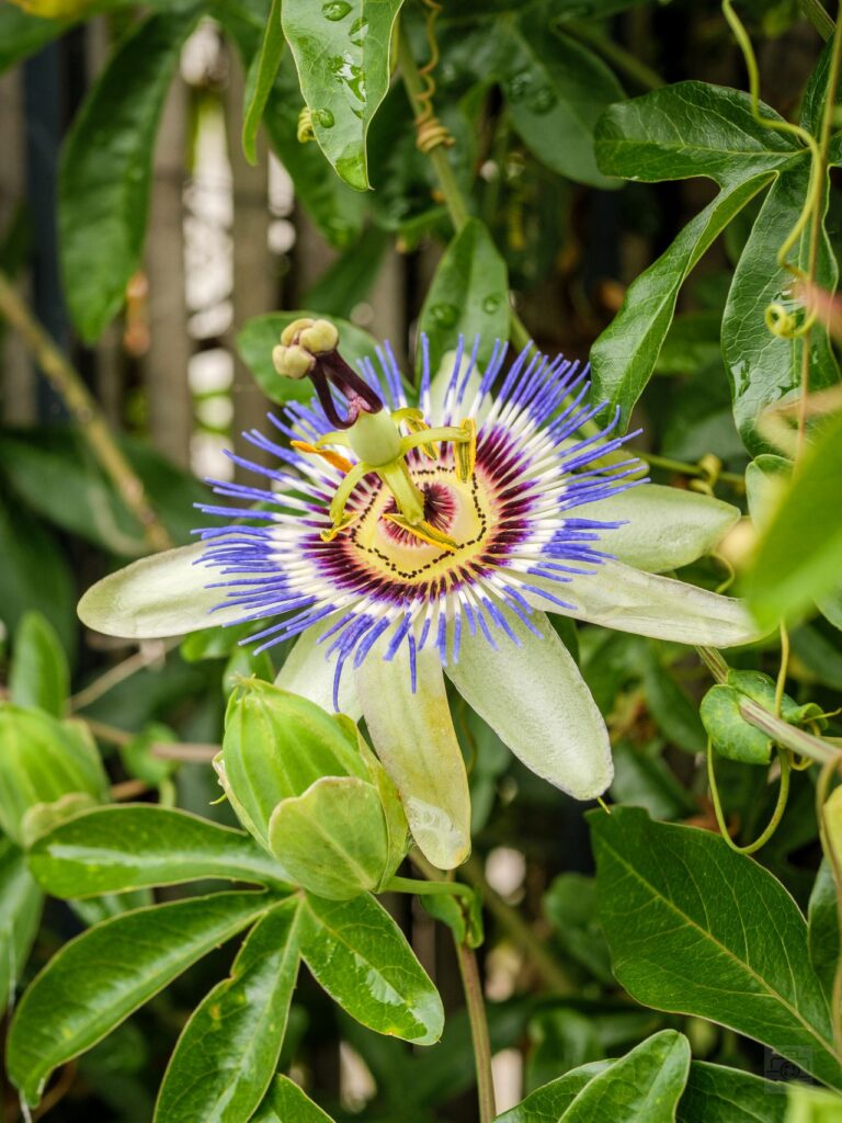 passiflora de flor blanca y morada
