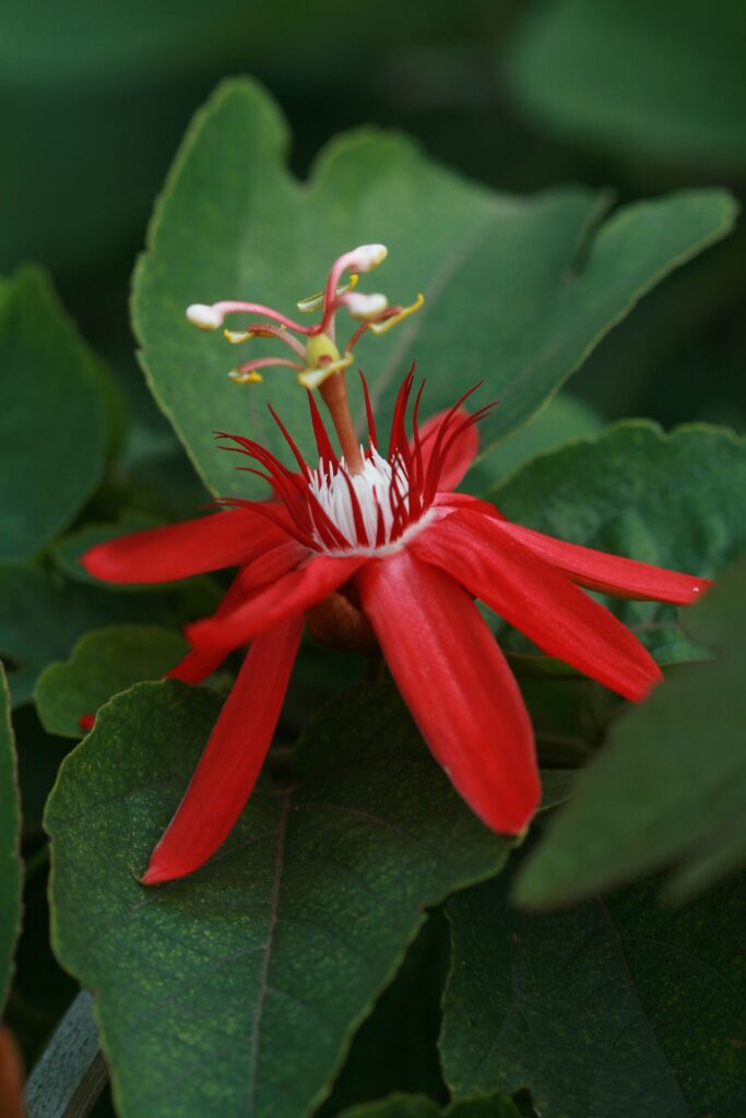 passiflora de flor roja