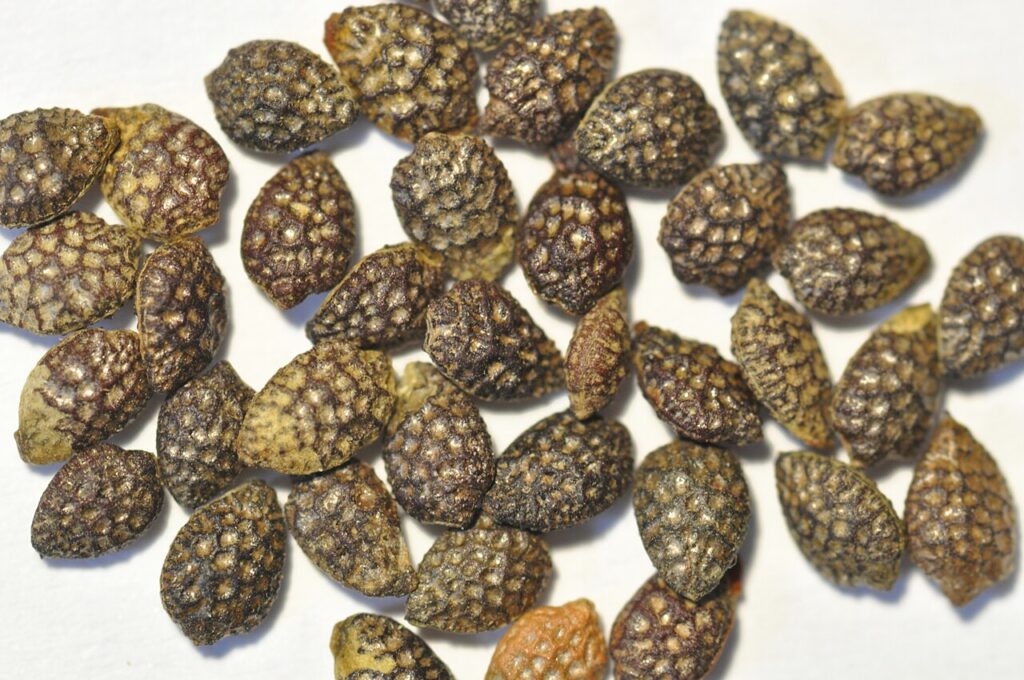macro de semillas de maracuya