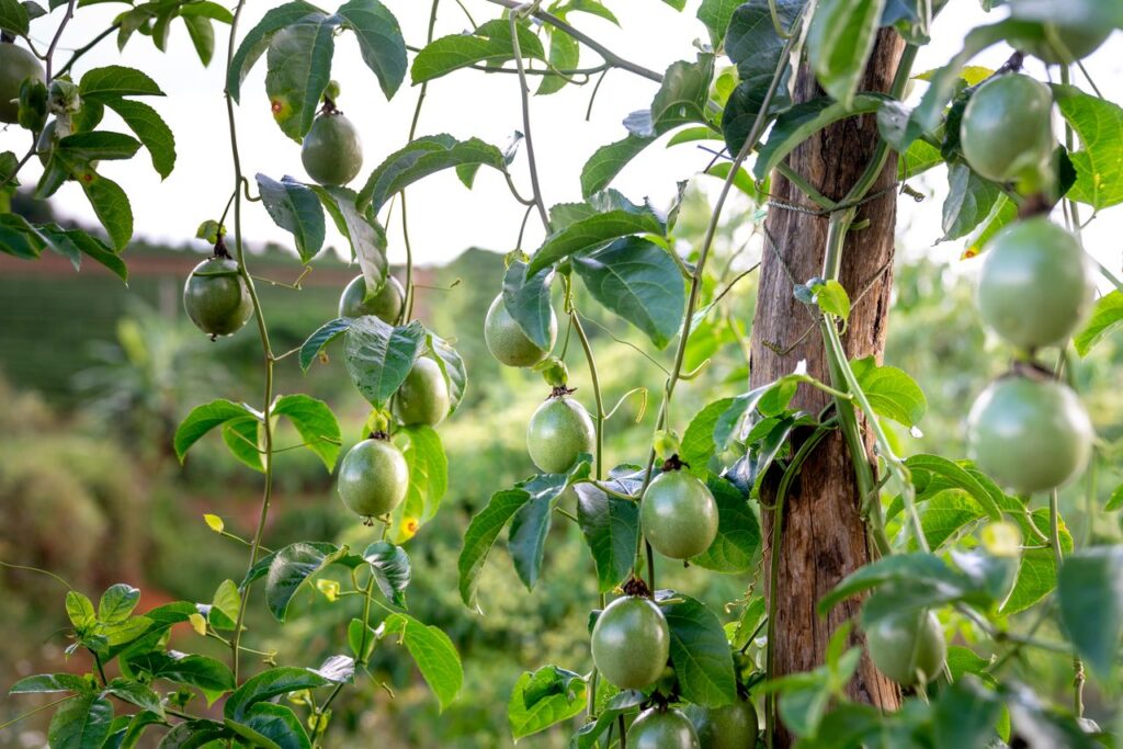 planta trepadora de maracuya con frutos verdes