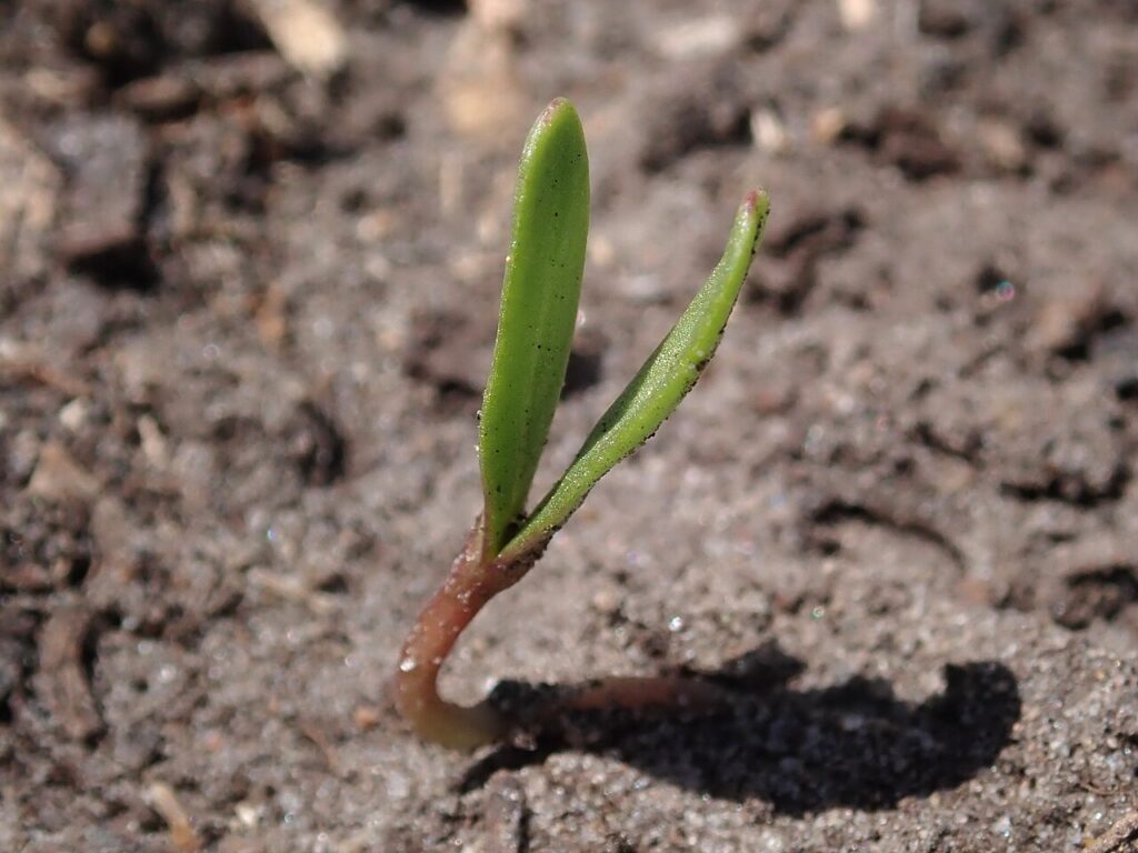 semilla de cosmos germinada
