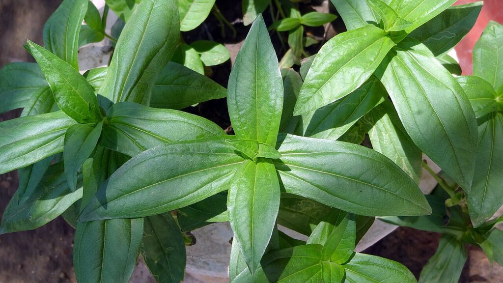 plantas jovenes de zinnia