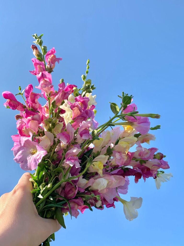 flor cortada de Antirrhinum