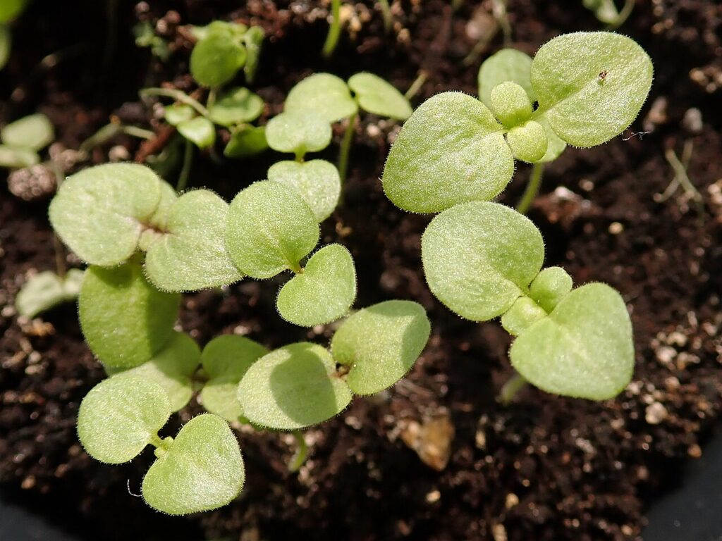 brotes de semillas de antirrhinum majus o conejitos