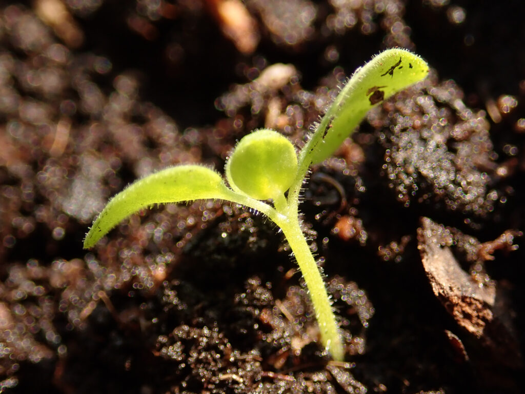 brote individual de antirrhinum majus