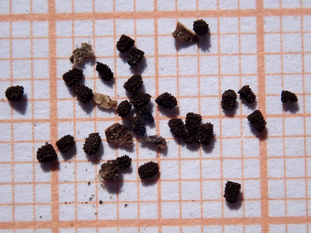 foto macro de semillas de antirrhinum