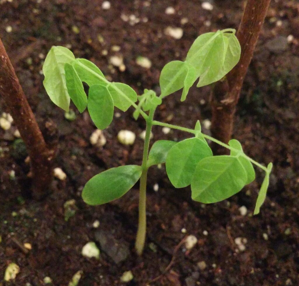 Semillas de carambola germinadas
