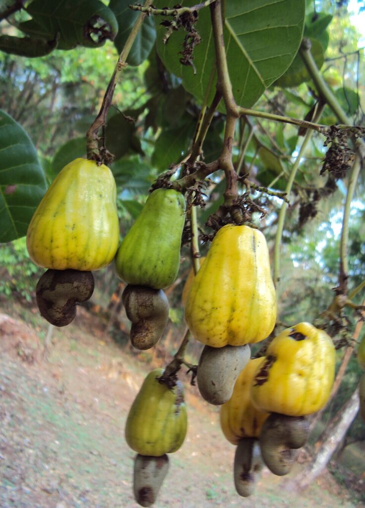 frutos de caju en una rama