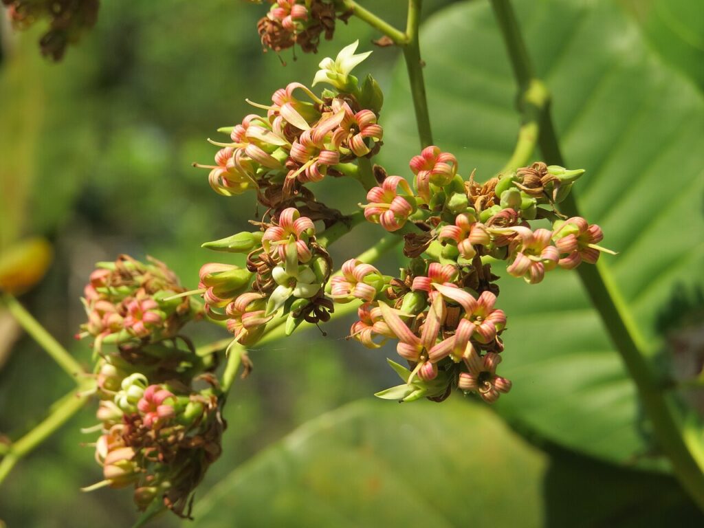 flores de plantas de anacardos