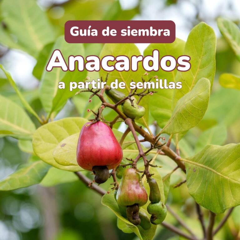 guia de siembra de semillas de anacardos