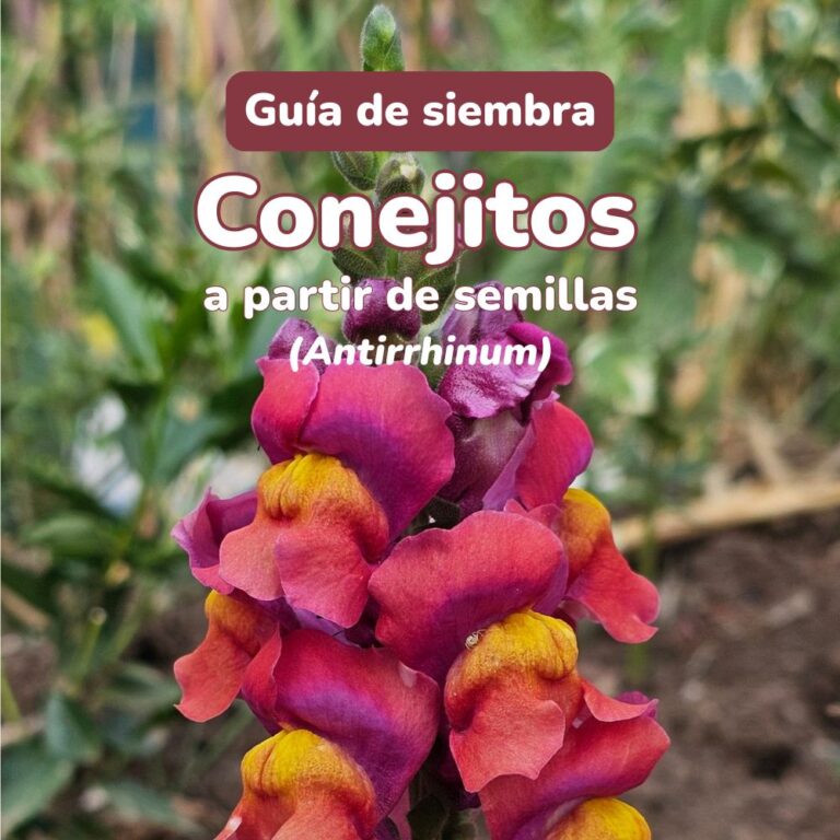 siembra de semillas de antirrhinum
