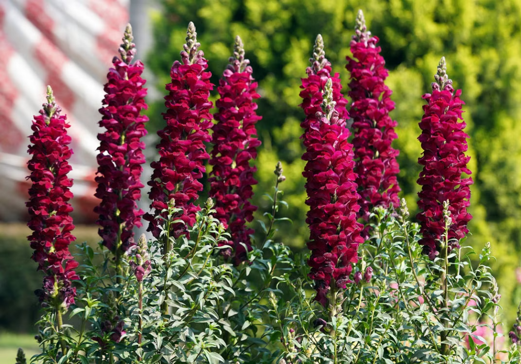 floracion de antirrhinum majus