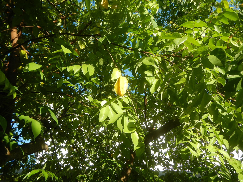 arbol de carambola con frutos