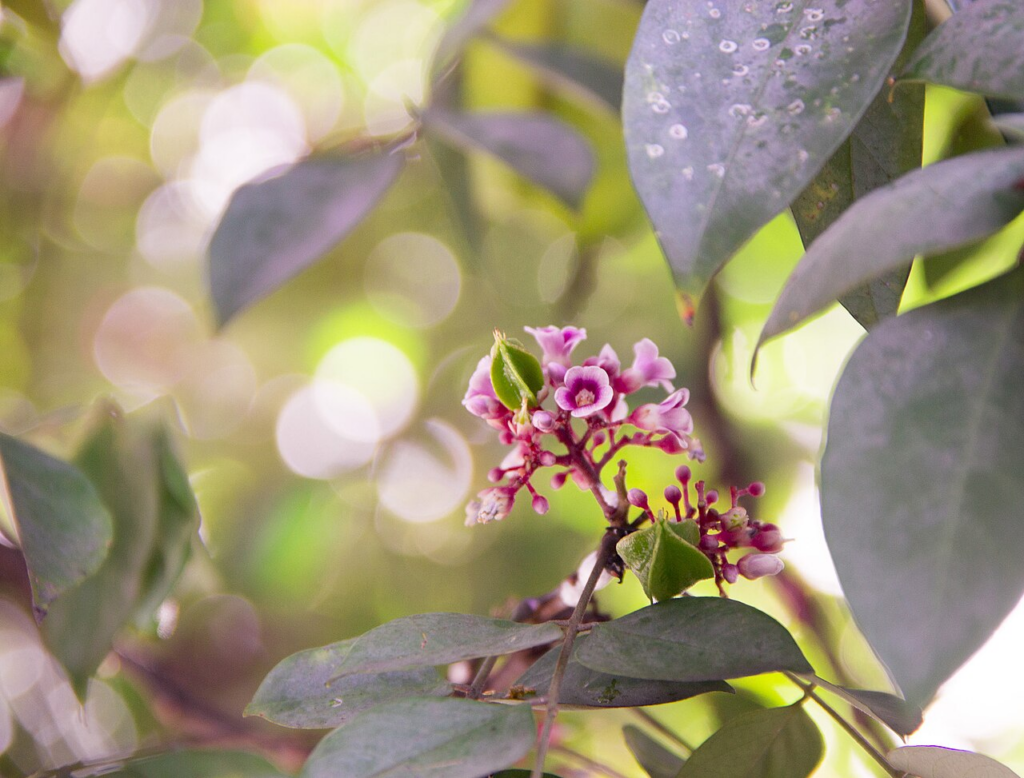 flores rosadas de averrhoa carambola